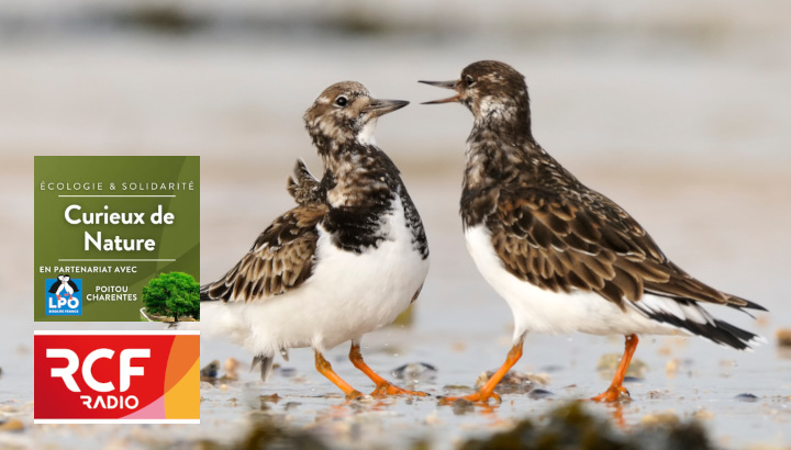En réécoute : La biodiversité du littoral